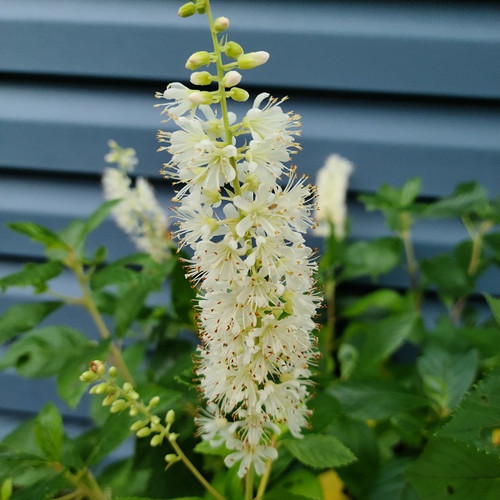 Clethra alnifolia Sixteen Candles