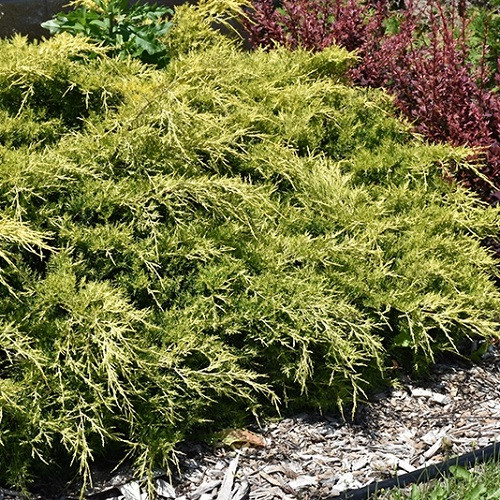 Gold Lace Juniper