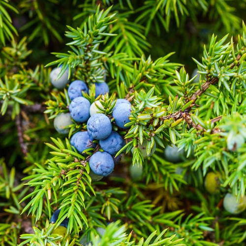 Juniperus communis depressa Blueberry Delight