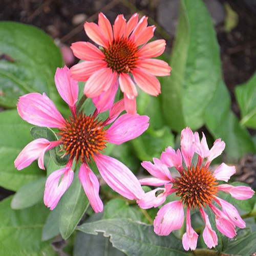 Coral Craze Echinacea