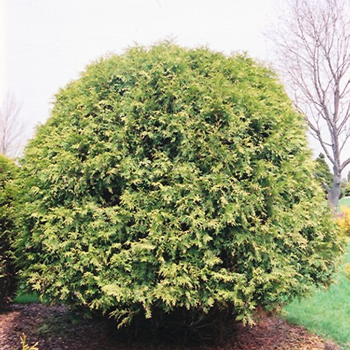 Little Champion Arborvitae