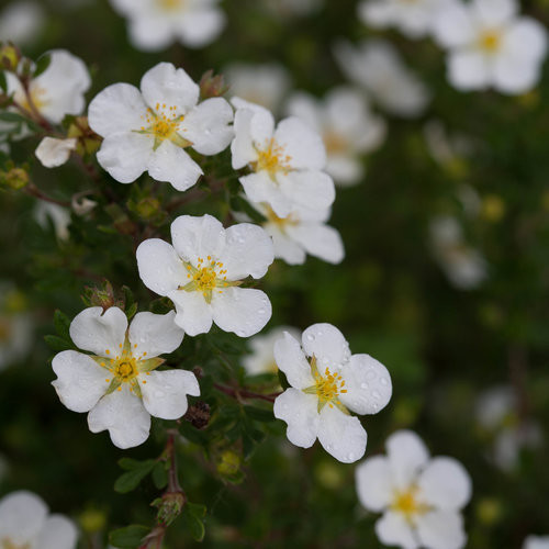 Happy Face White Potentilla