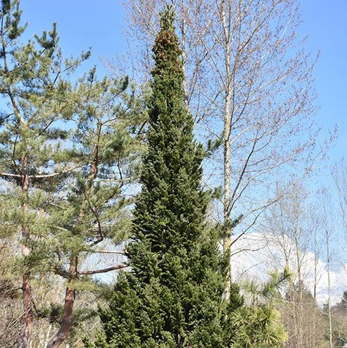 Pyramidalis Silver Fir