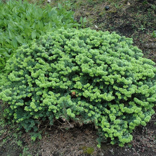 Dwarf Balsam Fir