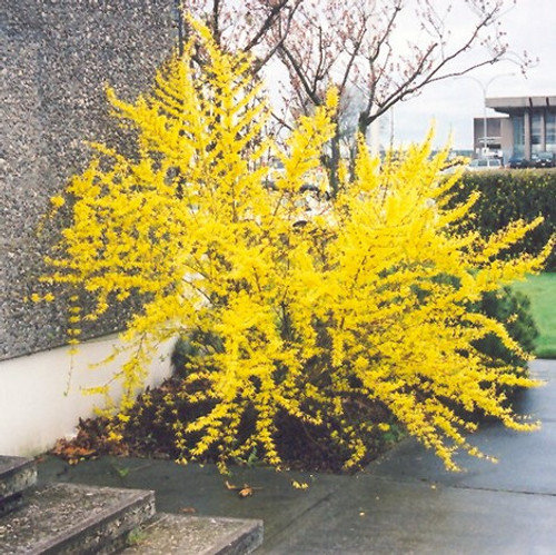 Spectabilis Forsythia