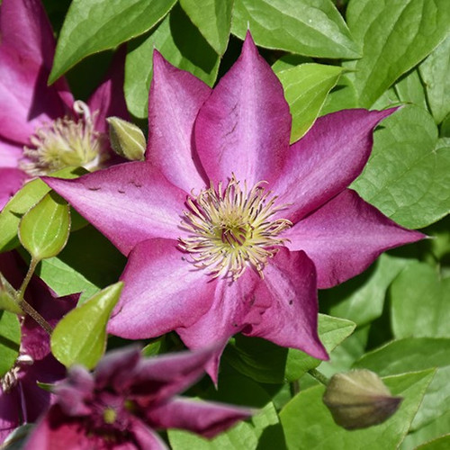 Tekla Clematis