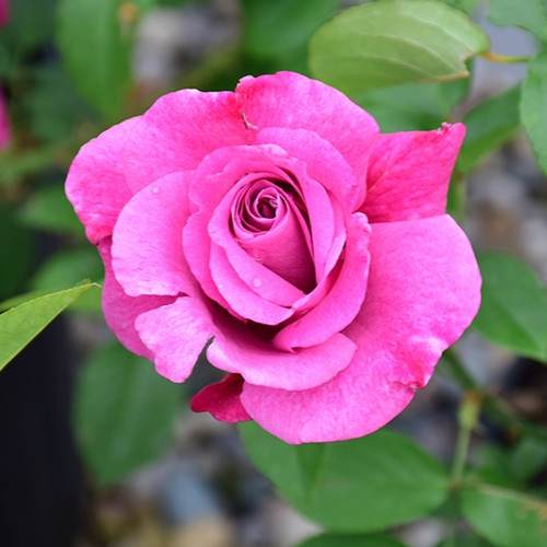 Heirloom Hybrid Tea Rose