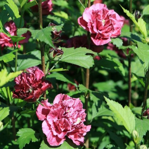 French Cabaret Red Hibiscus