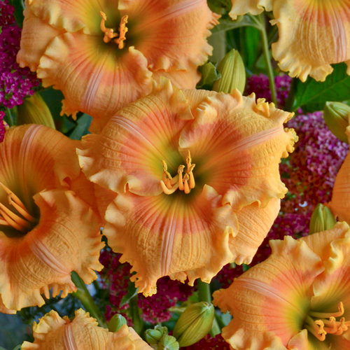 Rainbow Rhythm Orange Smoothie Daylily