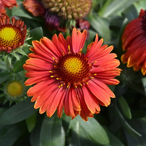 Spintop Yellow Touch Blanket Flower