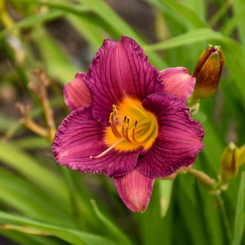 Purple de Oro Daylily