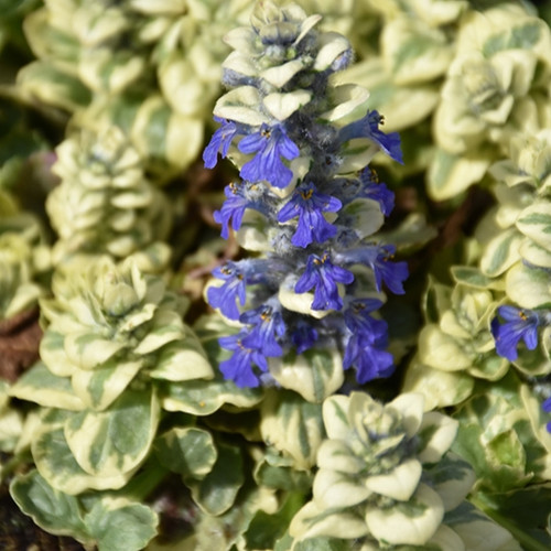 Silver Queen Bugleweed