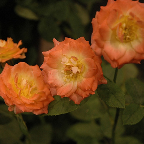 Pinata Climbing Rose