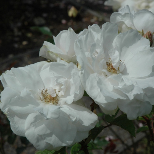 Sir Thomas Lipton Rugosa Shrub Rose