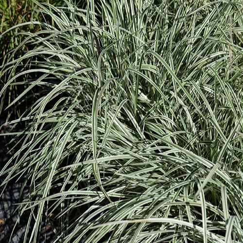 Chameleon Little Bluestem