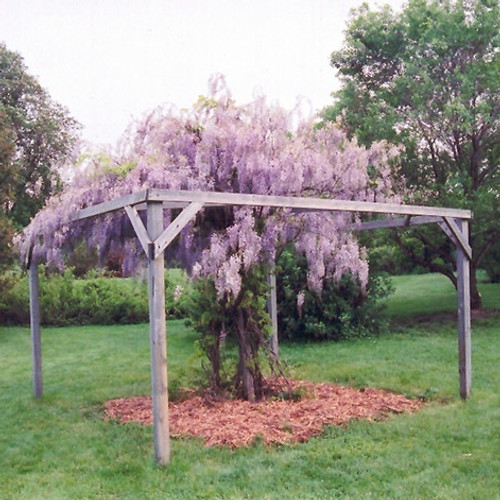 Aunt Dee Wisteria Vine