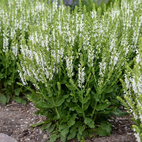 White Profusion Meadow Sage