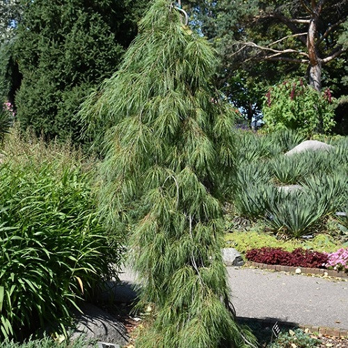 Angel Falls Weeping White Pine