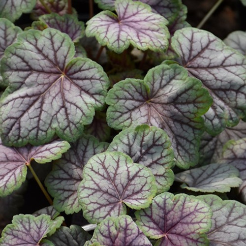 Green Spice Coral Bells