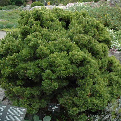 Sherwood Compact Mugo Pine