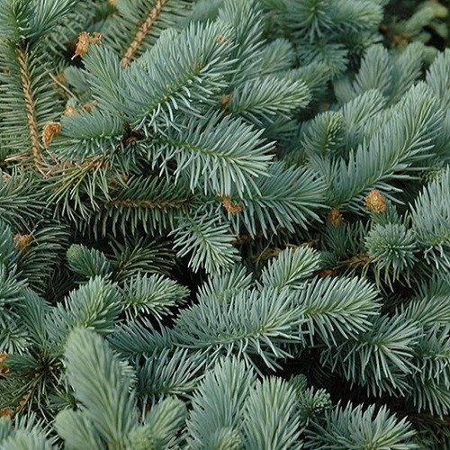 Lundeby's Dwarf Blue Spruce