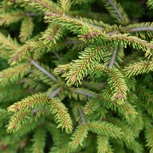 Firefly Golden Dwarf Oriental Spruce