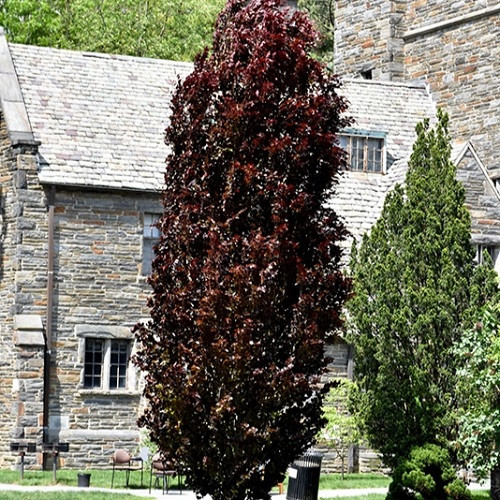 Red Obelisk Beech