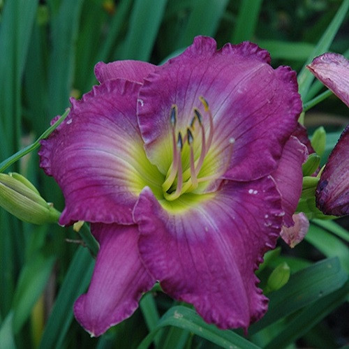 Uncharted Waters Daylily