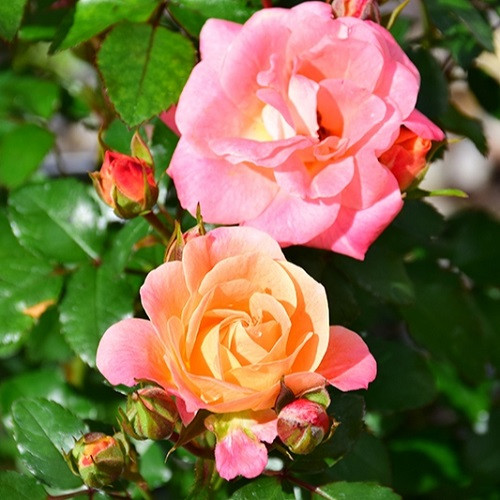 Peach Drift Std Tree Rose