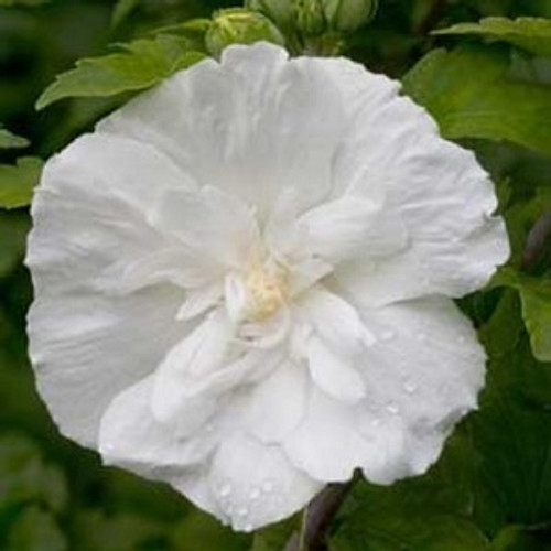 White Chiffon Rose of Sharon