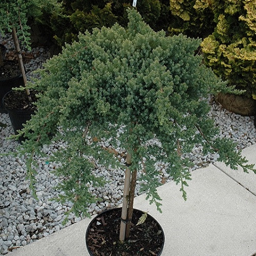 Dwarf Japanese garden Juniper Std tree