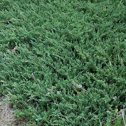 Bar Harbor Juniper