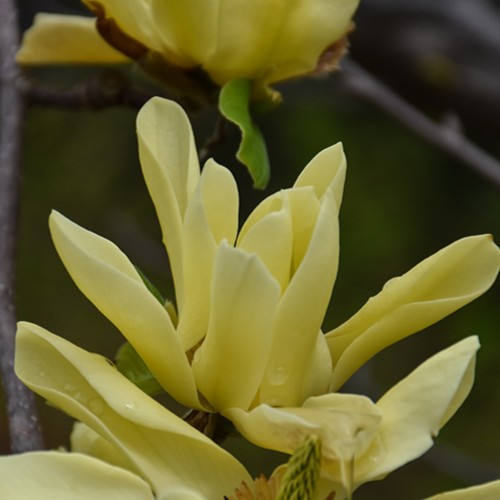 Butterflies Magnolia