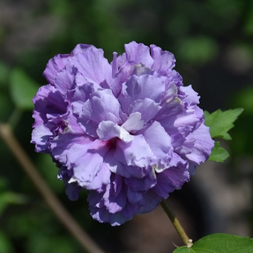 Blueberry Smoothie Rose of Sharon