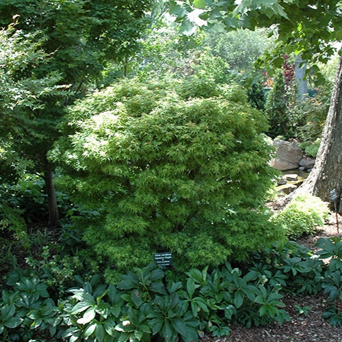 Akita Yatsubusa Japanese Maple