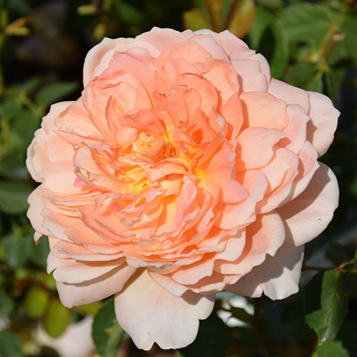 Carding Mill David Austin Rose