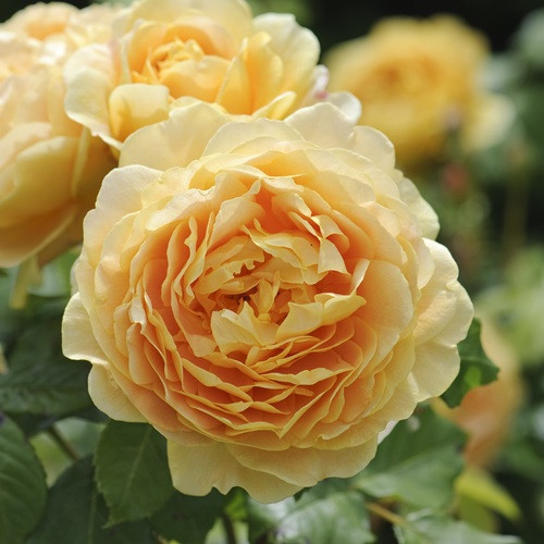 Golden Celebration David Austin Rose