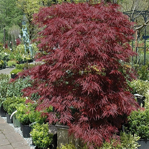 Red Dragon Japanese Maple