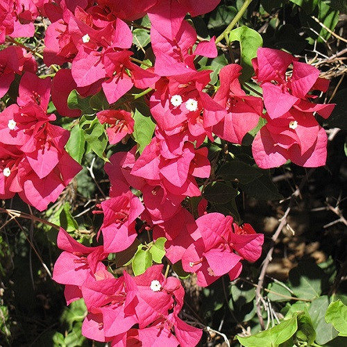 Barbara Karst Bougainvillea