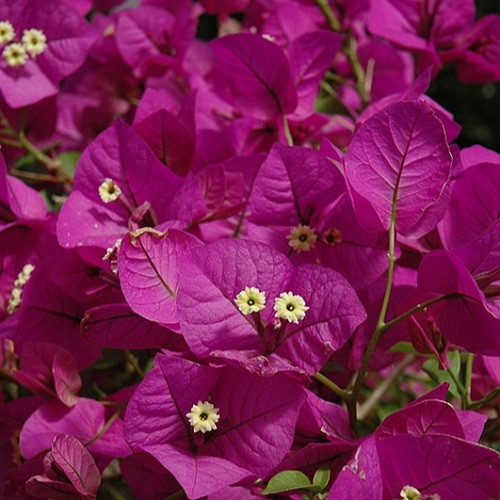 Purple Queen Bougainvillea