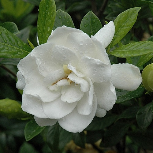 August Beauty Gardenia