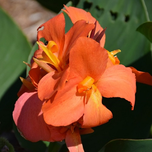 Cannova Orange Shades Canna