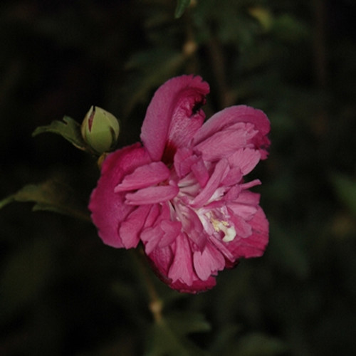 Raspberry Smoothie Rose of Sharon