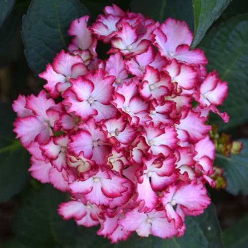 Seaside Serenade Fire Island Hydrangea