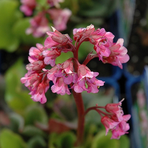 Eden's Dark Margin Bergenia