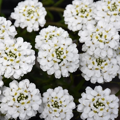 Snowsurfer Forte Candytuft