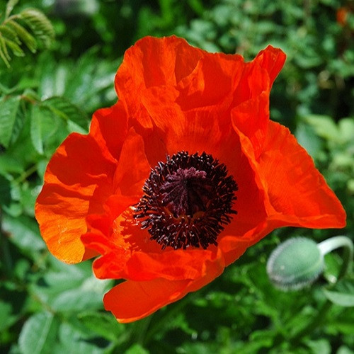 Allegro Oriental Poppy