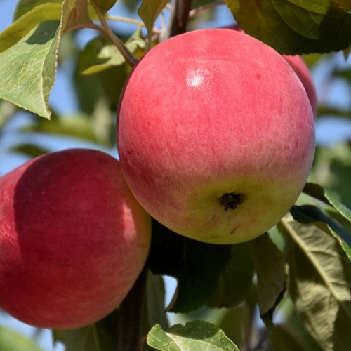 Combo Apple Fruit Tree