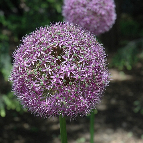 Globemaster Ornamental Onion 
Allium