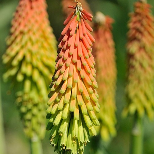 Fire Dance Torchlily 
Kniphofia